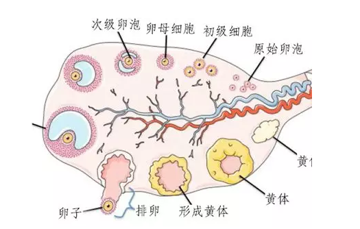 吃太多鹽影響排卵嗎 有卵泡不排卵嚴重嗎