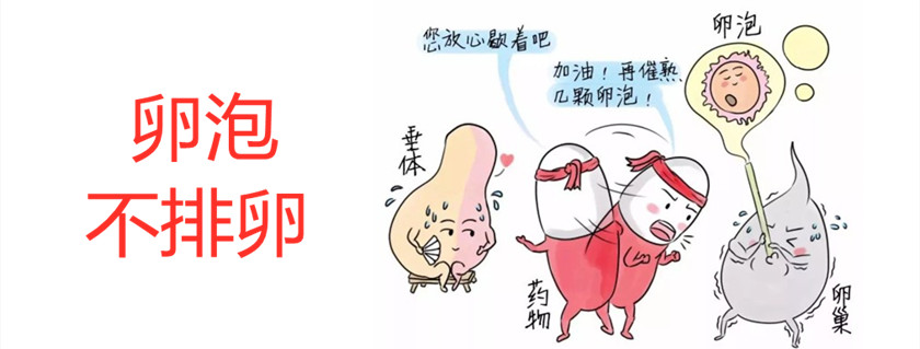 吃太多鹽影響排卵嗎 有卵泡不排卵嚴重嗎