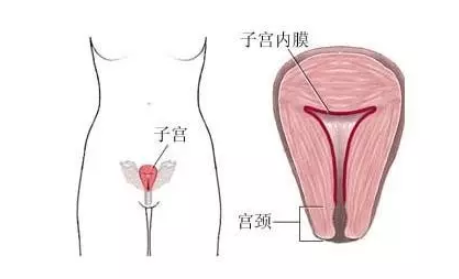 子宮內膜太薄會不孕嗎 子宮內膜薄有哪些癥狀