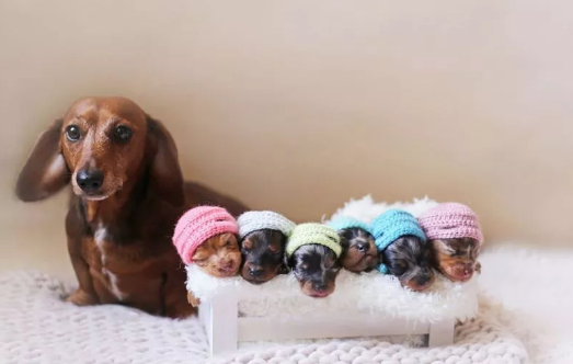 女性懷孕期間不能養貓嗎 女性懷孕養寵物要注意什么