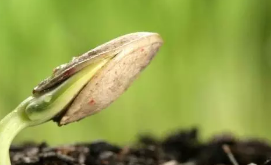 子宮內(nèi)膜太薄是什么原因造成的 正常的子宮內(nèi)膜厚度多少