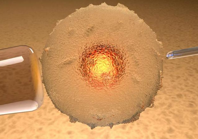 冷凍卵子與冷凍胚胎的懷孕率哪個更高 試管嬰兒是選擇冷凍卵子還是冷凍胚胎 冷凍卵子與冷凍胚胎的懷孕率哪個更高 試管嬰兒是選擇冷凍卵子還是冷凍胚胎