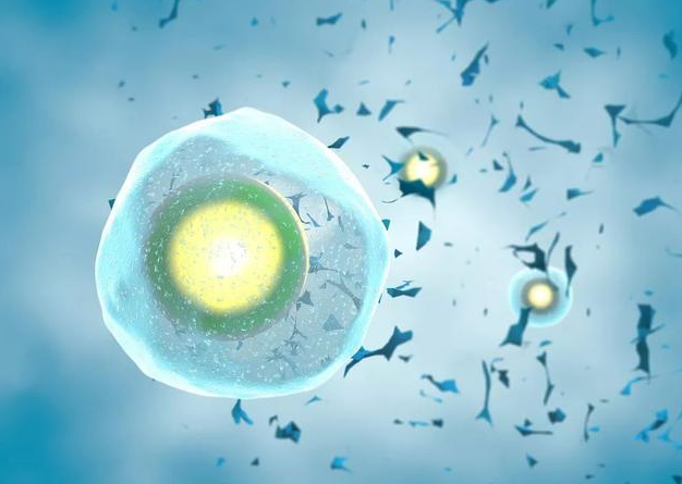 冷凍卵子與冷凍胚胎的懷孕率哪個更高 試管嬰兒是選擇冷凍卵子還是冷凍胚胎 冷凍卵子與冷凍胚胎的懷孕率哪個更高 試管嬰兒是選擇冷凍卵子還是冷凍胚胎