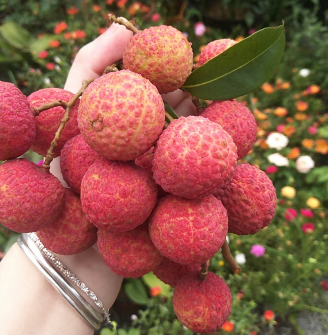 荔枝皮是干垃圾還是濕垃圾 荔枝皮是什么垃圾