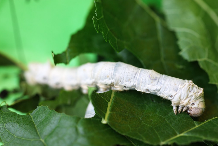 學齡前寶寶睡前故事 蠶寶寶去哪兒了 