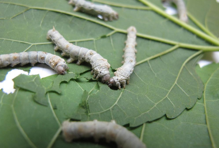 學齡前寶寶睡前故事 蠶寶寶去哪兒了 