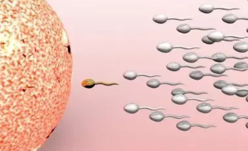 排空卵能不能懷孕呢 備孕排空卵是怎么回事