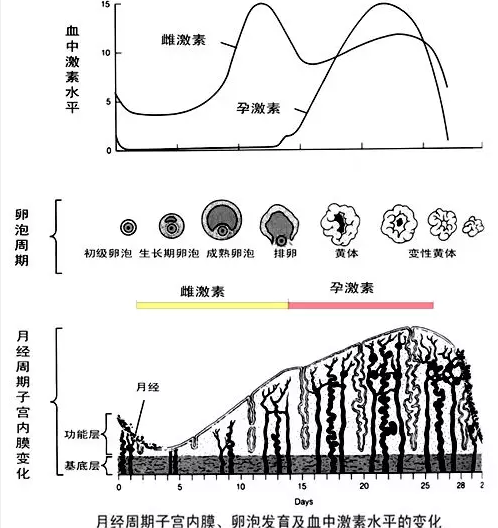 子宮內膜息肉患能吃黃體酮治療嗎 子宮息肉可以自然消退嗎