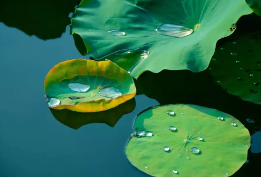 2019今日小暑說說朋友圈 2019今日小暑心情句子 2019今日小暑說說朋友圈 2019今日小暑心情句子