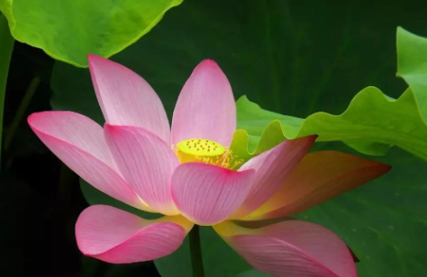 2019今日小暑說說朋友圈 2019今日小暑心情句子 2019今日小暑說說朋友圈 2019今日小暑心情句子