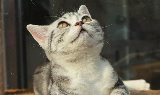 擼貓的好處有哪些 擼貓緩解老年癡呆