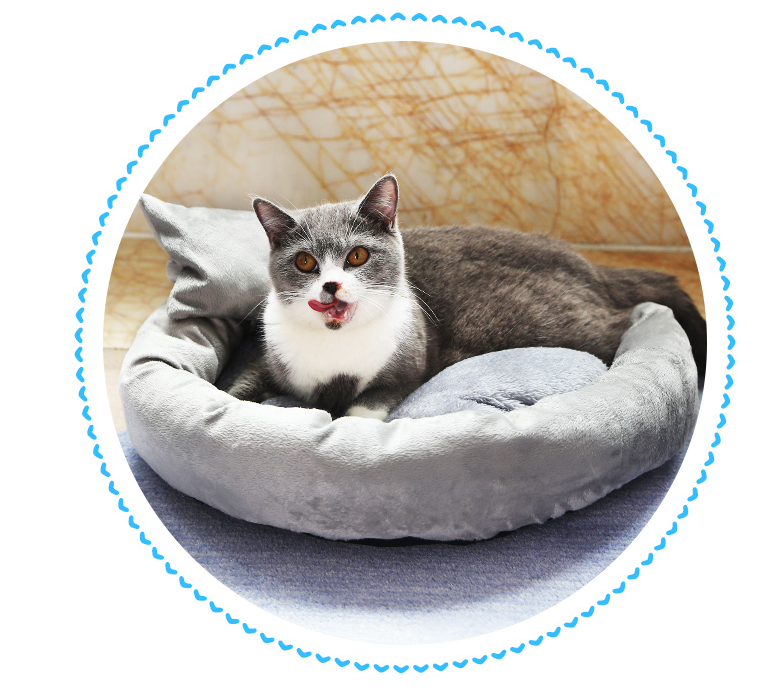 貓咪用的東西怎么區分干濕垃圾 貓貓用的東西是干垃圾還是濕垃圾 貓咪用的東西怎么區分干濕垃圾 貓貓用的東西是干垃圾還是濕垃圾