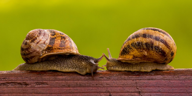 學齡前寶寶睡前故事 蝸牛搬家