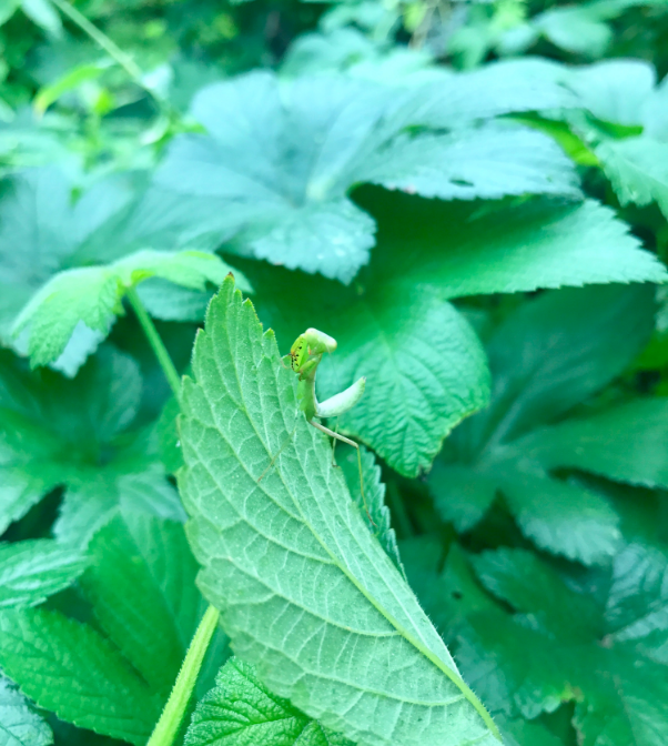 夏天天氣涼爽的說說 夏天雨后涼快的句子朋友圈