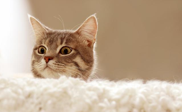 懷孕了能養(yǎng)貓咪嗎 感染弓形蟲對(duì)孕婦有什么影響