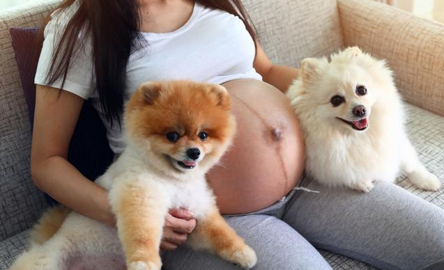 懷孕了能養(yǎng)貓咪嗎 感染弓形蟲對(duì)孕婦有什么影響