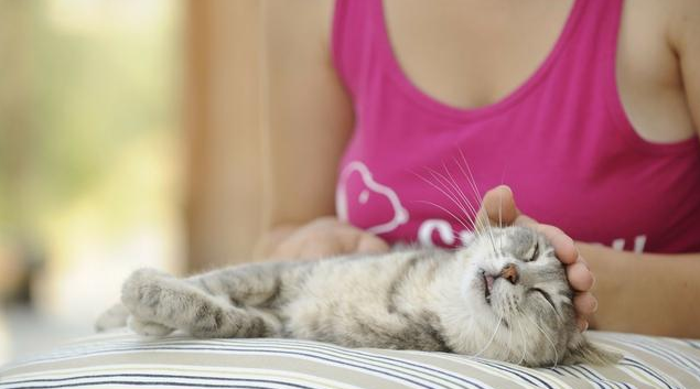 懷孕了能養(yǎng)貓咪嗎 感染弓形蟲對(duì)孕婦有什么影響