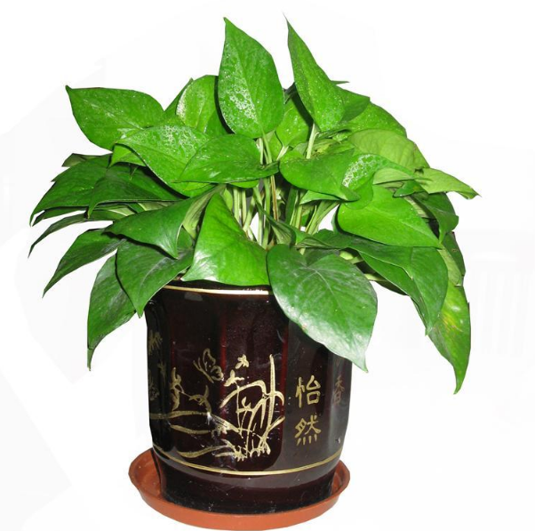 廢棄的植物是什么垃圾 廢棄的植物是干垃圾還是濕垃圾