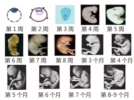 受精卵不是生命起源真的嗎 生命起源將被重新定義 受精卵不是生命起源真的嗎 生命起源將被重新定義