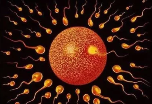 受精卵不是生命起源真的嗎 生命起源將被重新定義 受精卵不是生命起源真的嗎 生命起源將被重新定義