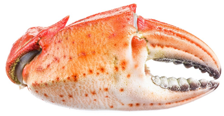 蟹殼是什么垃圾 蟹殼是干垃圾還是濕垃圾