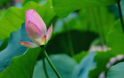 三伏天吃什么好 三伏天的飲食注意事項