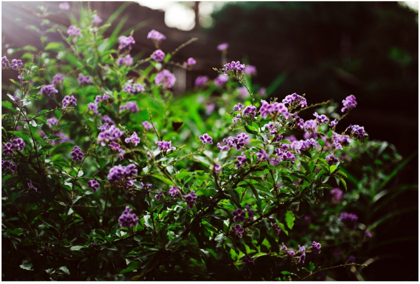 小暑將至文藝句子配圖 小暑將至優美句子說說