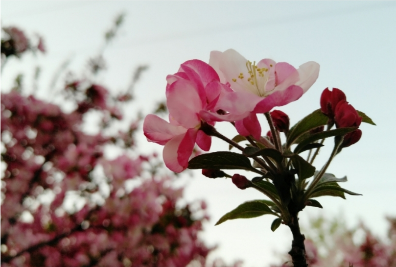 小暑將至文藝句子配圖 小暑將至優美句子說說