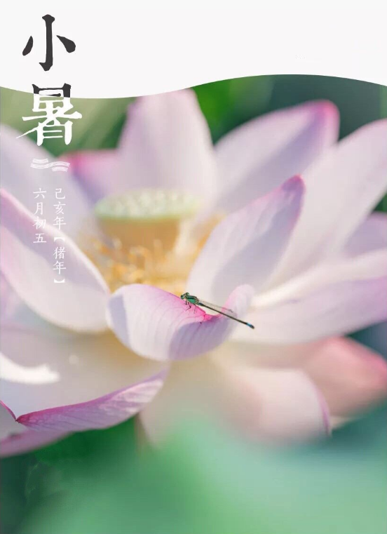 早安小暑句子短語 關于小暑的說說朋友圈怎么發