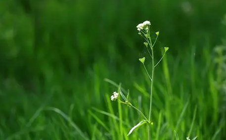 生殖免疫是遺傳的原因嗎 生殖免疫應該怎么檢查