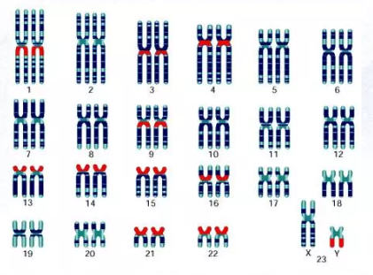 生殖免疫是遺傳的原因嗎 生殖免疫應該怎么檢查 生殖免疫是遺傳的原因嗎 生殖免疫應該怎么檢查