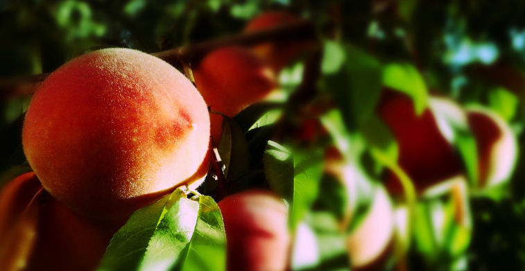 孩子吃桃子好不好 給孩子吃桃子要注意什么 孩子吃桃子好不好 給孩子吃桃子要注意什么