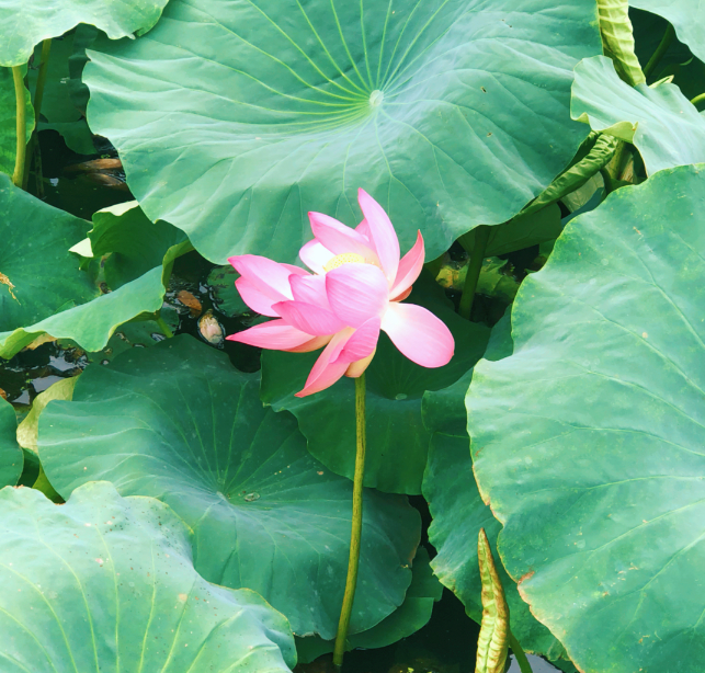 夏日賞荷花心情說說 夏日賞荷花的句子怎么寫 夏日賞荷花心情說說 夏日賞荷花的句子怎么寫