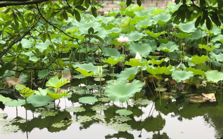 夏日賞荷花心情說說 夏日賞荷花的句子怎么寫 夏日賞荷花心情說說 夏日賞荷花的句子怎么寫