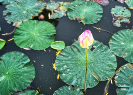 夏日賞荷花心情說說 夏日賞荷花的句子怎么寫 夏日賞荷花心情說說 夏日賞荷花的句子怎么寫