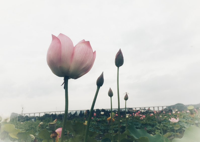 夏日賞荷花說說心情 關于夏日賞荷說說朋友圈