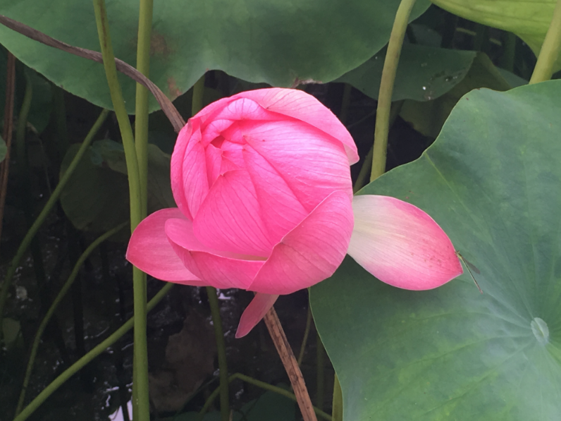 夏日賞荷花說說心情 關于夏日賞荷說說朋友圈