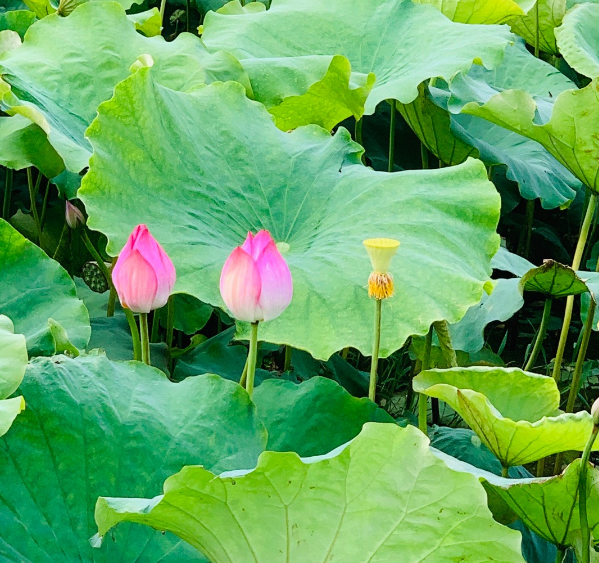 賞荷花的浪漫的句子 關于賞荷花的心情感慨