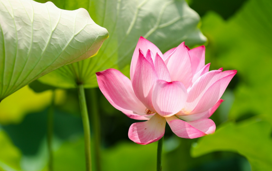 賞荷花的浪漫的句子 關于賞荷花的心情感慨