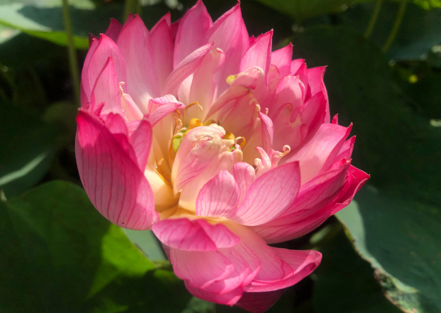 賞荷花的優美句子 關于雨中賞荷花的短句朋友圈