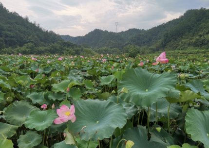 賞荷花的優美句子 關于雨中賞荷花的短句朋友圈