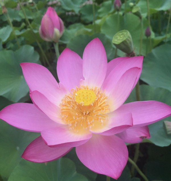 賞荷花的優美句子 關于雨中賞荷花的短句朋友圈