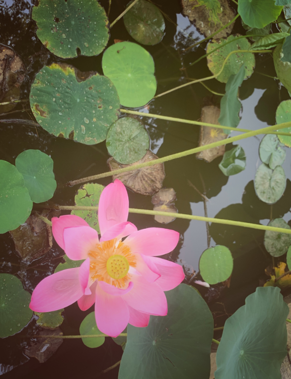 賞荷花的優美句子 關于雨中賞荷花的短句朋友圈