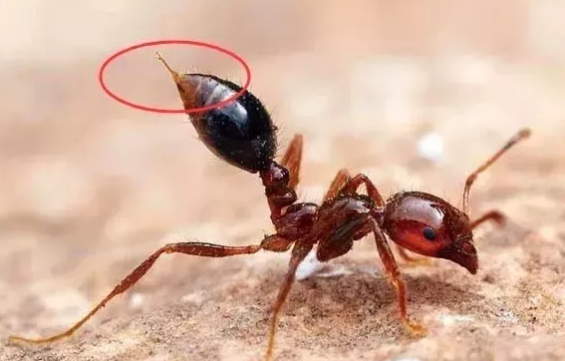 孩子被螞蟻咬了腫很大怎么辦 被螞蟻咬后怎么消腫