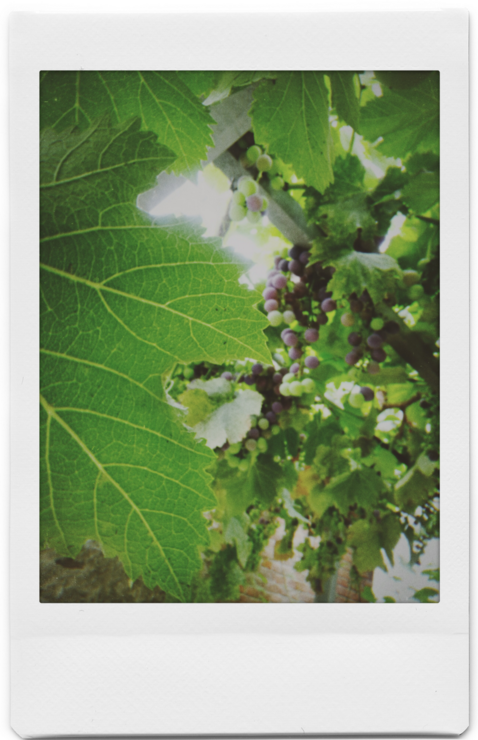 今日入伏心情說說 關(guān)于今日入伏的句子朋友圈 今日入伏心情說說 關(guān)于今日入伏的句子朋友圈