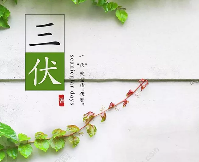 40天加長版三伏天 三伏天什么開始