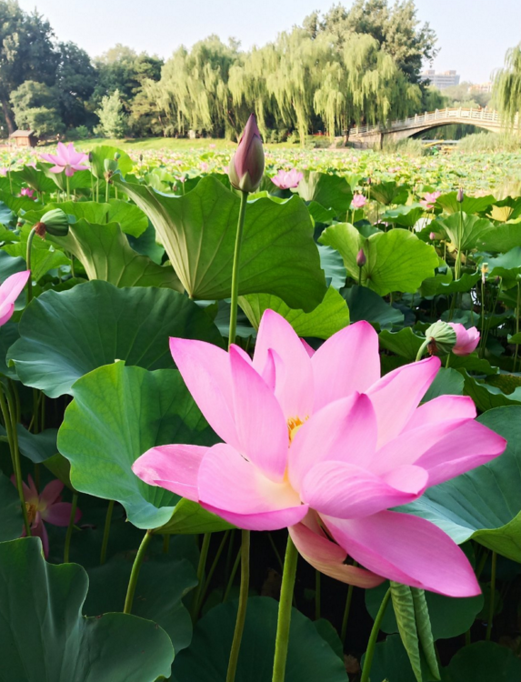 今日入伏的句子心情怎么發 今日入伏說說朋友圈 今日入伏的句子心情怎么發 今日入伏說說朋友圈