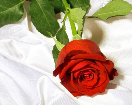 閨蜜結(jié)婚說說唯美句子2019 閨蜜結(jié)婚說說心情短語 閨蜜結(jié)婚說說唯美句子2019 閨蜜結(jié)婚說說心情短語