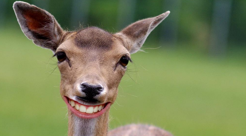 恒牙一直長不出來是什么原因 恒牙遲萌怎么處理