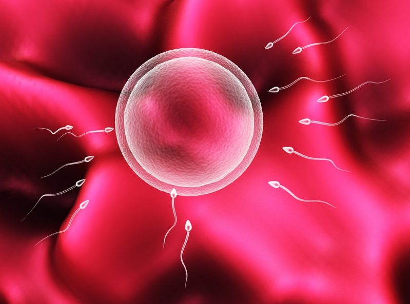 AMH低還可以做試管嗎 AMH低懷的上孩子嗎